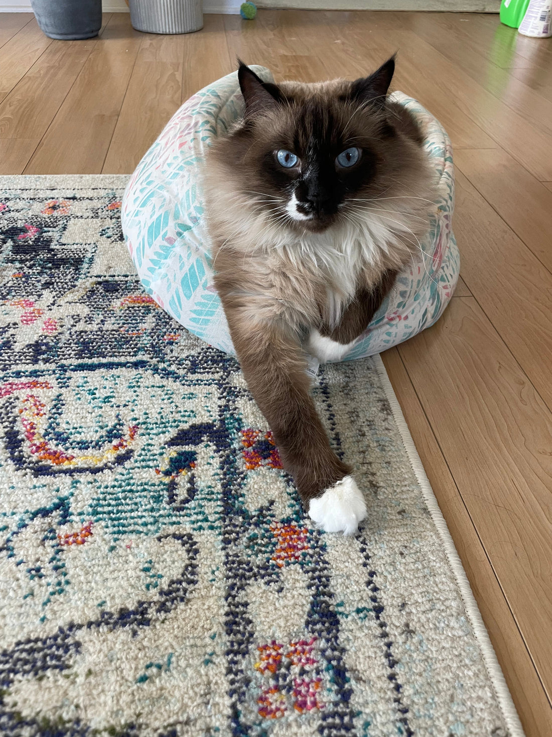 International Cat Day: Meet Prince, Our Regal Birman