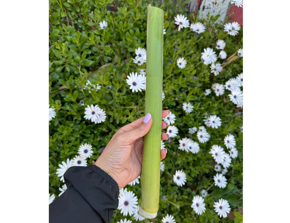 Organic Raw Whole Sugar Cane - OUT OF STOCK - Firdos Market feat. Candiholic